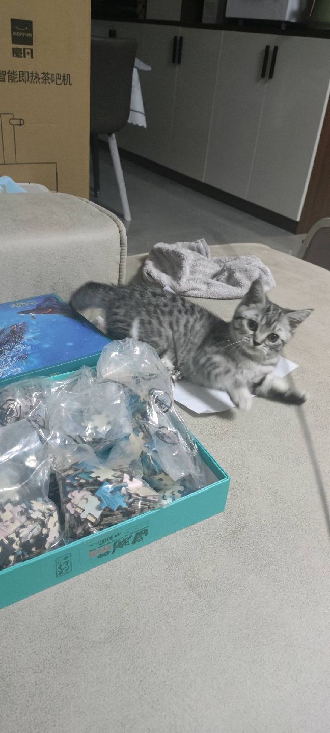 猫图片|宠物猫|猫咪|