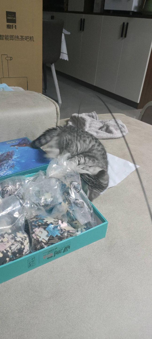 猫图片|宠物猫|猫咪|