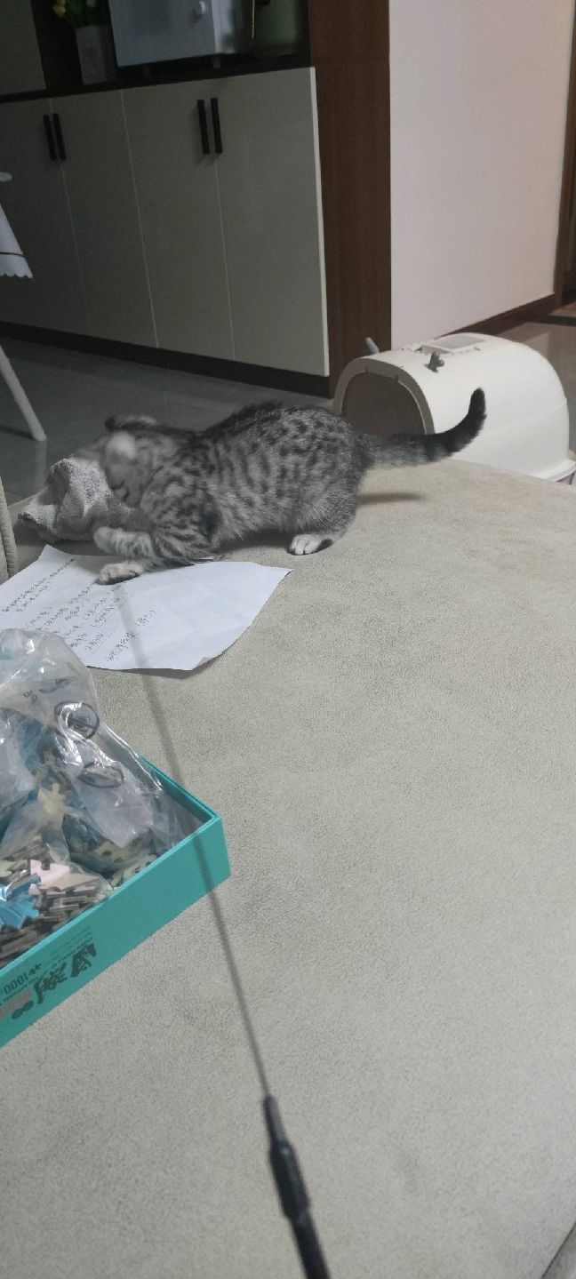 猫图片|宠物猫|猫咪|