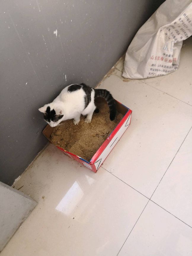 猫图片|宠物猫|猫咪|