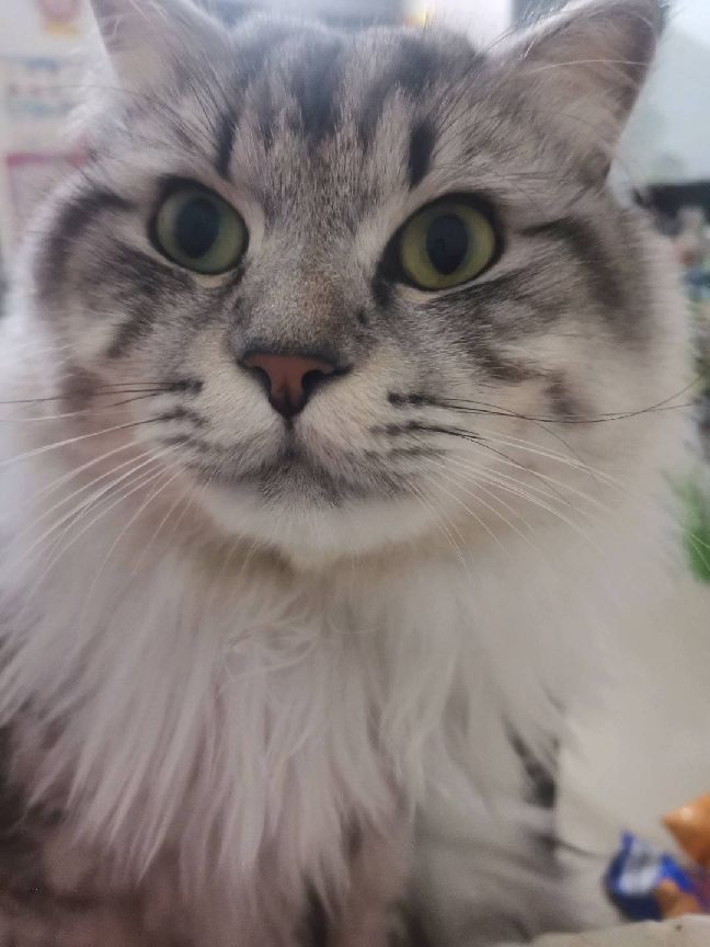 猫图片|宠物猫|猫咪|