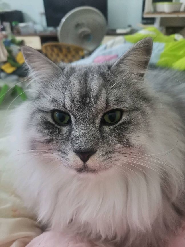 猫图片|宠物猫|猫咪|