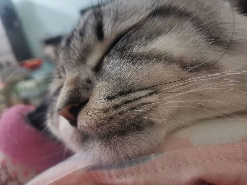 猫图片|宠物猫|猫咪|