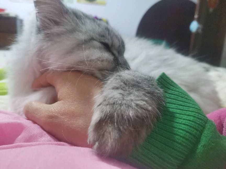 猫图片|宠物猫|猫咪|