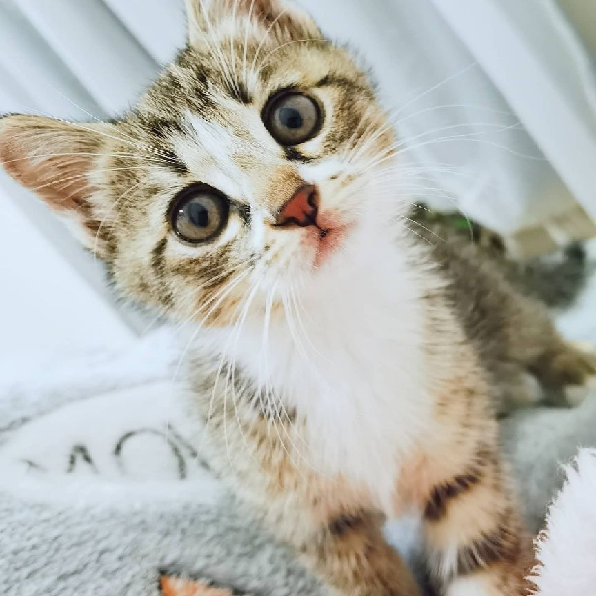 猫图片|宠物猫|猫咪|