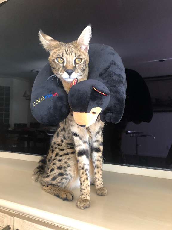 猫图片|宠物猫|猫咪|