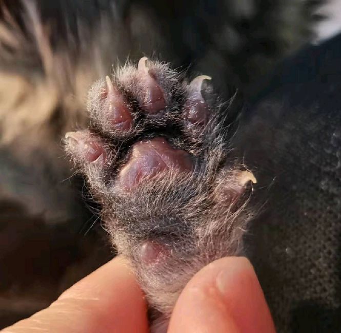 猫图片|宠物猫|猫咪|