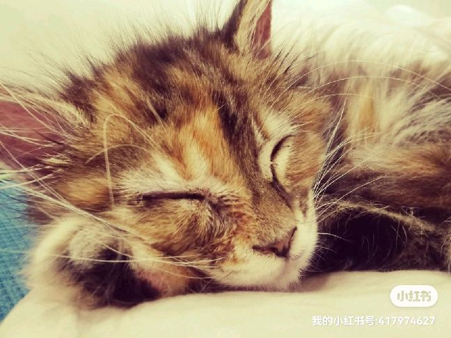 猫图片|宠物猫|猫咪|