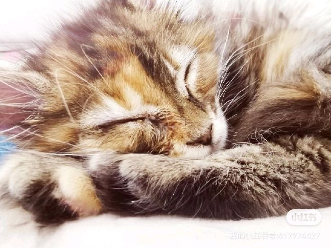 猫图片|宠物猫|猫咪|