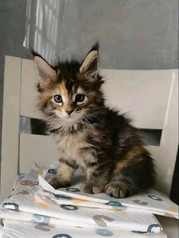 猫图片|宠物猫|猫咪|