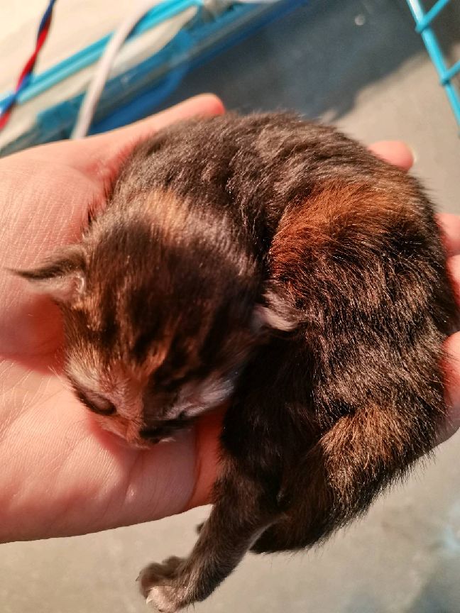 猫图片|宠物猫|猫咪|