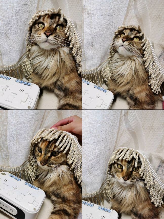 猫图片|宠物猫|猫咪|