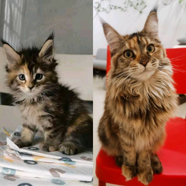 猫图片|宠物猫|猫咪|