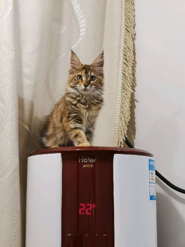 猫图片|宠物猫|猫咪|