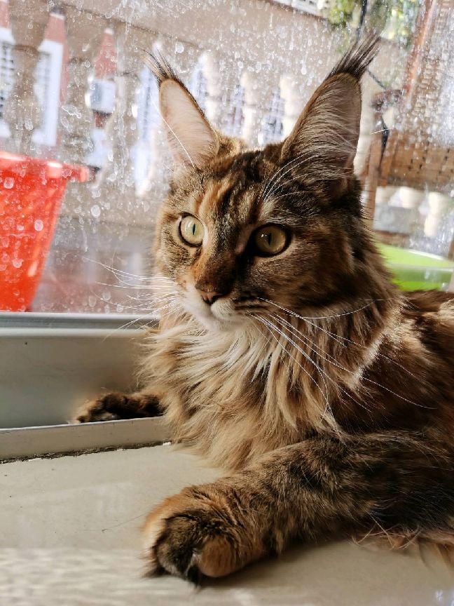 猫图片|宠物猫|猫咪|