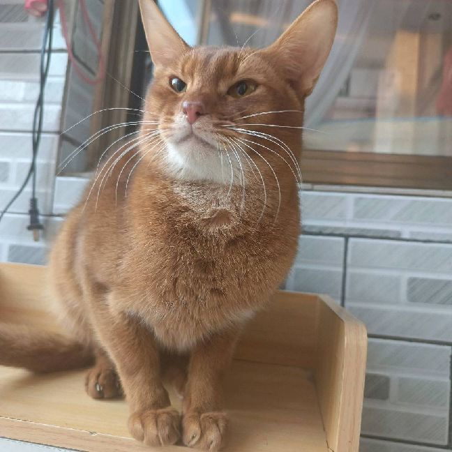 猫图片|宠物猫|猫咪|