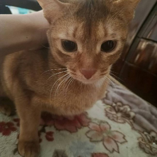 猫图片|宠物猫|猫咪|