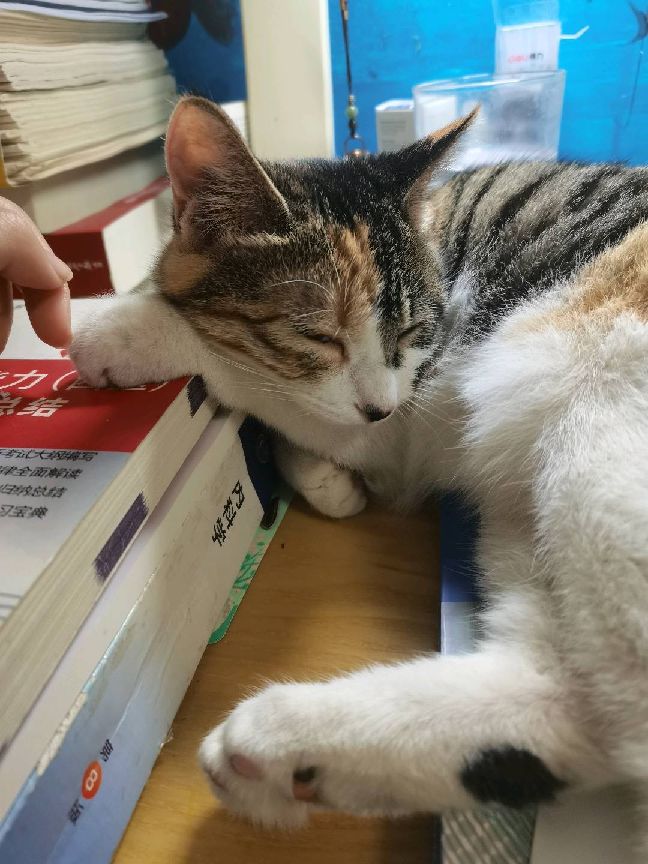 猫图片|宠物猫|猫咪|