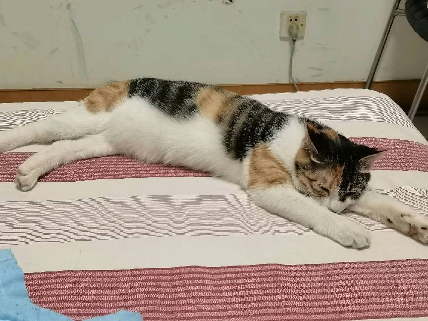 猫图片|宠物猫|猫咪|