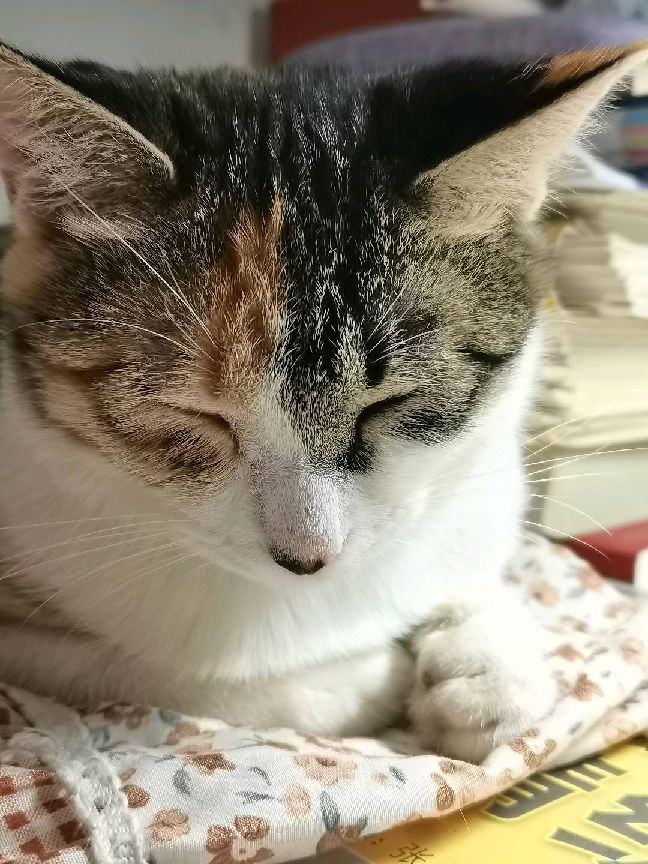 猫图片|宠物猫|猫咪|