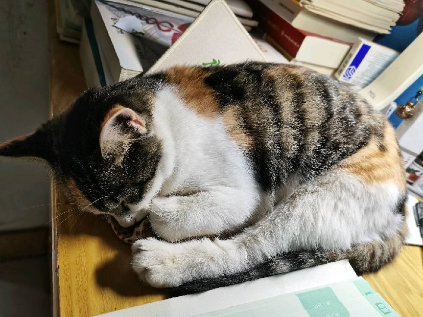 猫图片|宠物猫|猫咪|