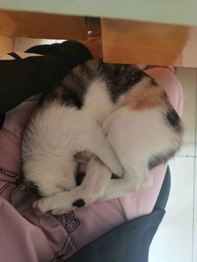 猫图片|宠物猫|猫咪|