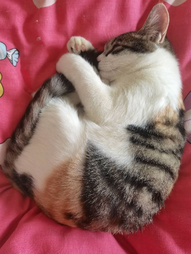 猫图片|宠物猫|猫咪|