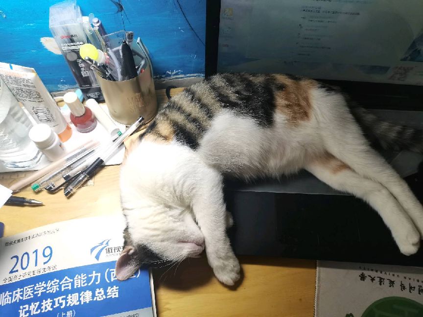 猫图片|宠物猫|猫咪|