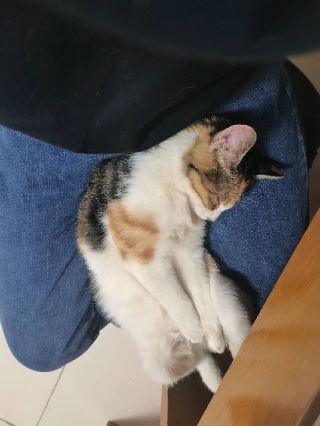 猫图片|宠物猫|猫咪|