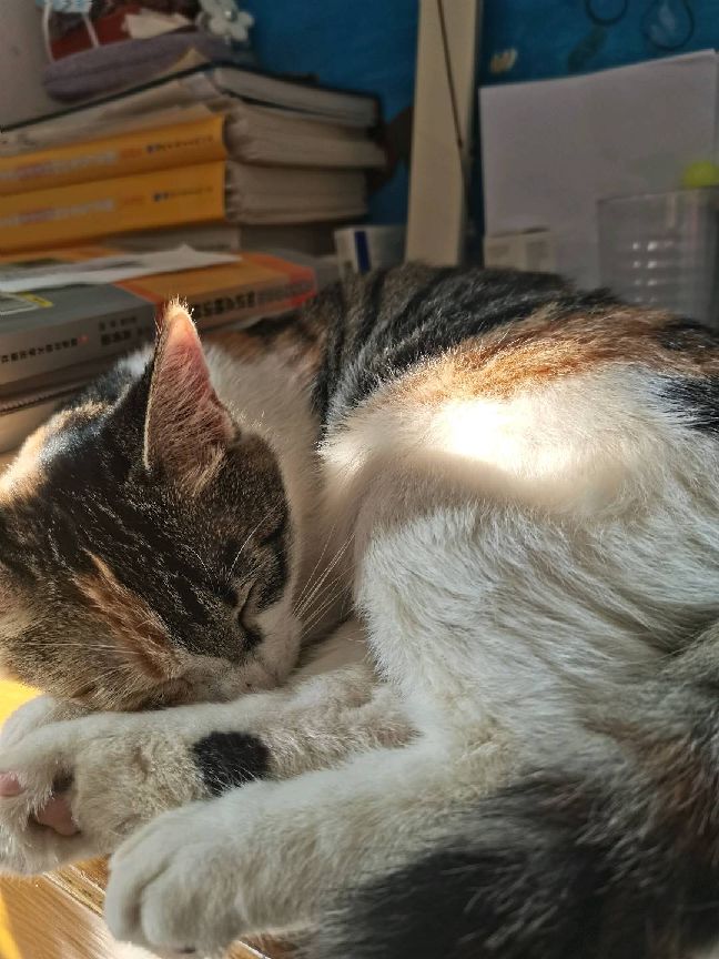 猫图片|宠物猫|猫咪|