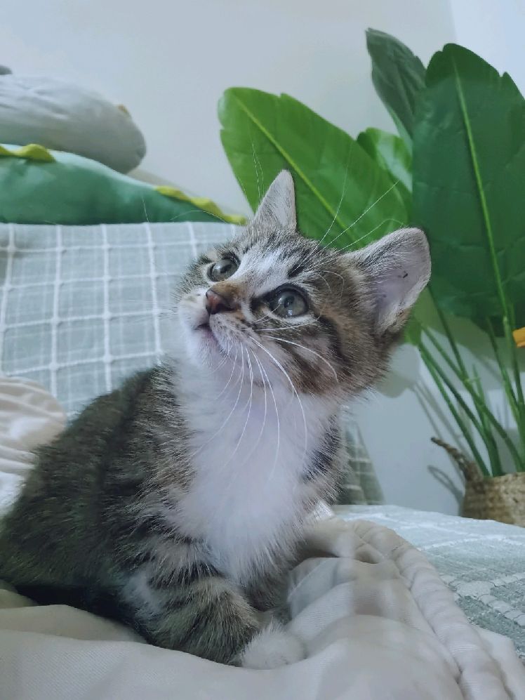 猫图片|宠物猫|猫咪|