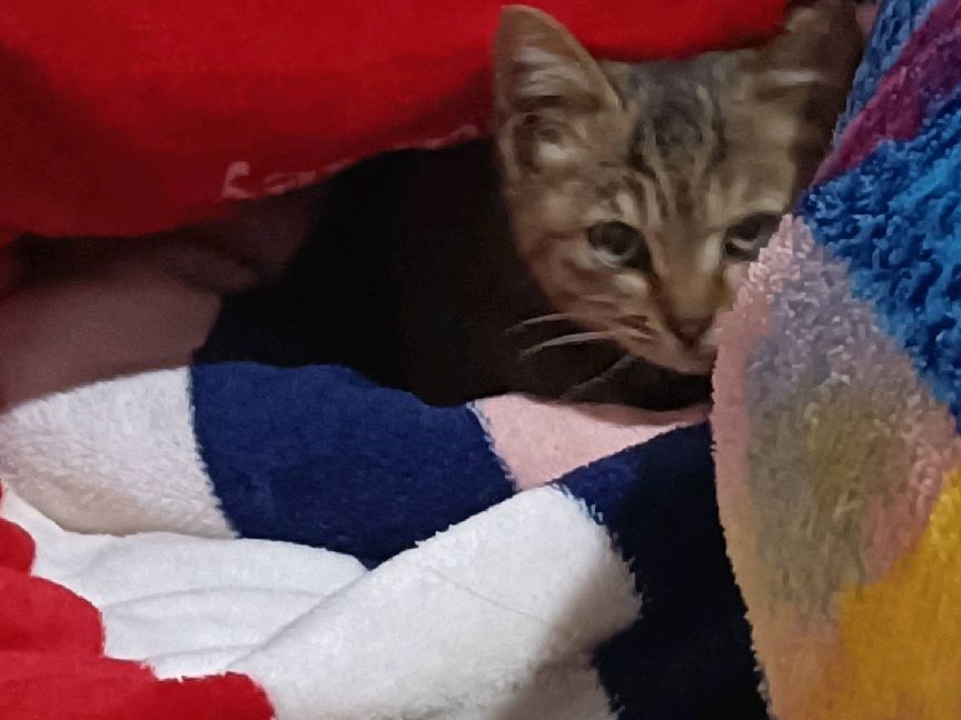 猫图片|宠物猫|猫咪|