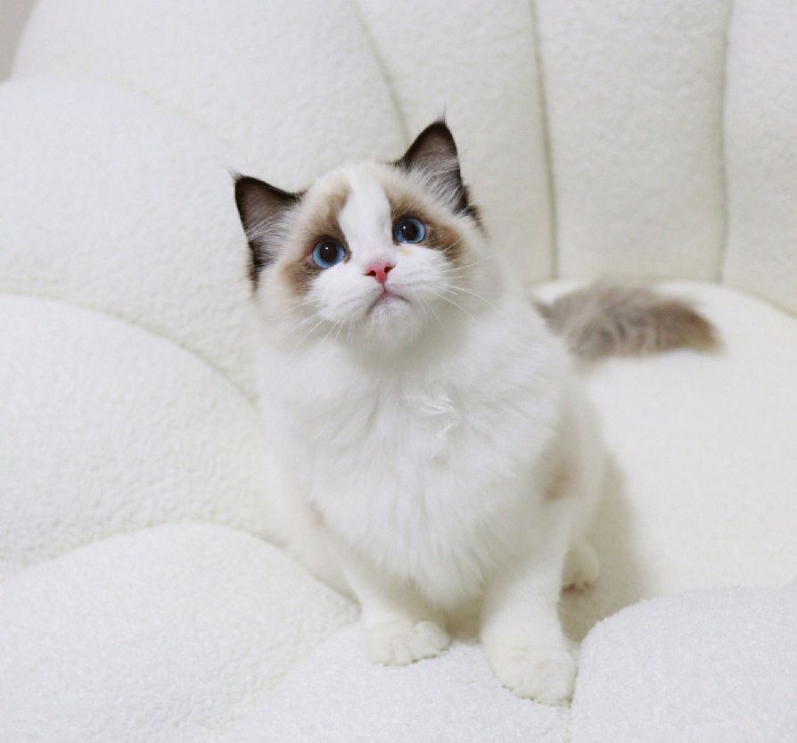 猫图片|宠物猫|猫咪|