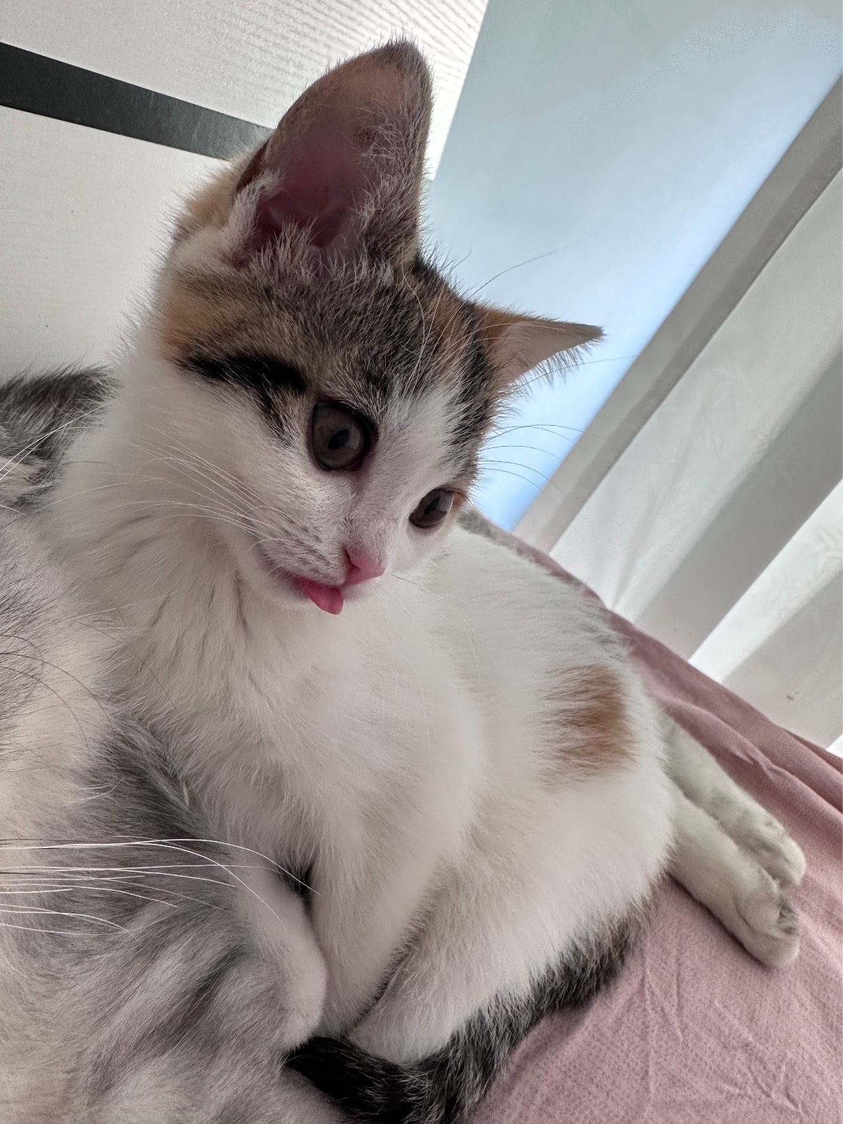 猫图片|宠物猫|猫咪|