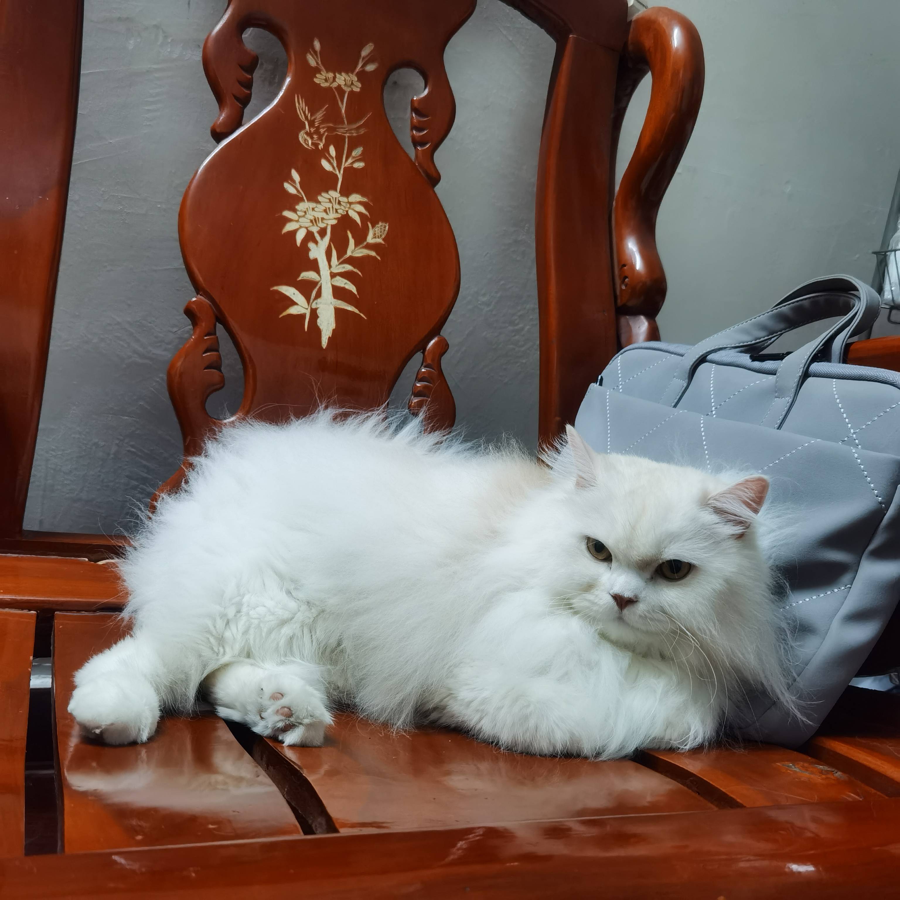 猫图片|宠物猫|猫咪|