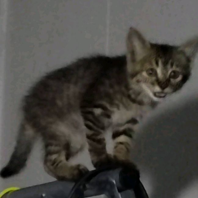 猫图片|宠物猫|猫咪|