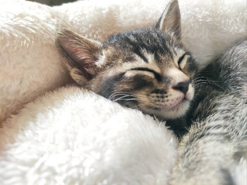 猫图片|宠物猫|猫咪|