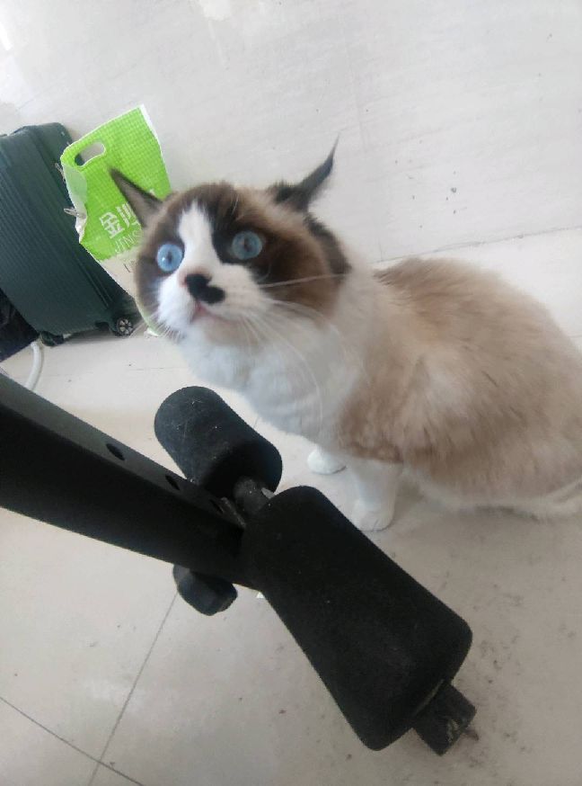 猫图片|宠物猫|猫咪|