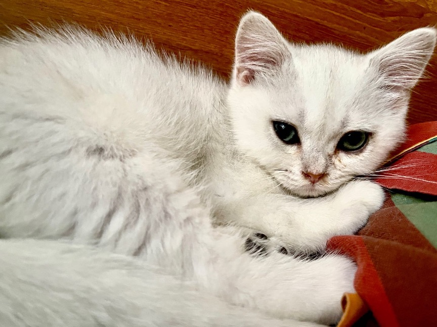 猫图片|宠物猫|猫咪|