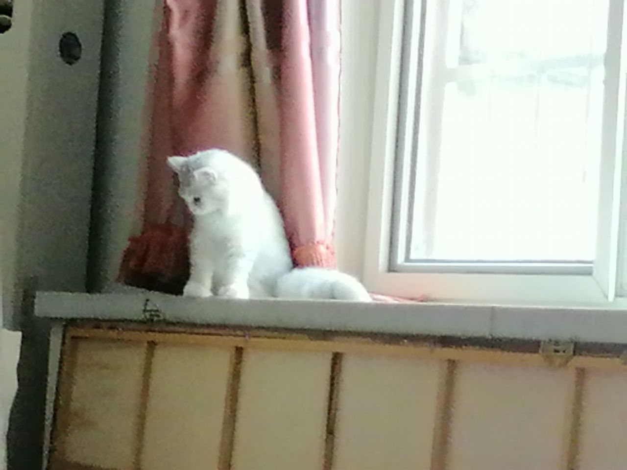 猫图片|宠物猫|猫咪|