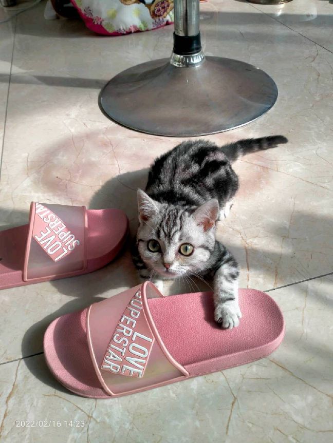 猫图片|宠物猫|猫咪|