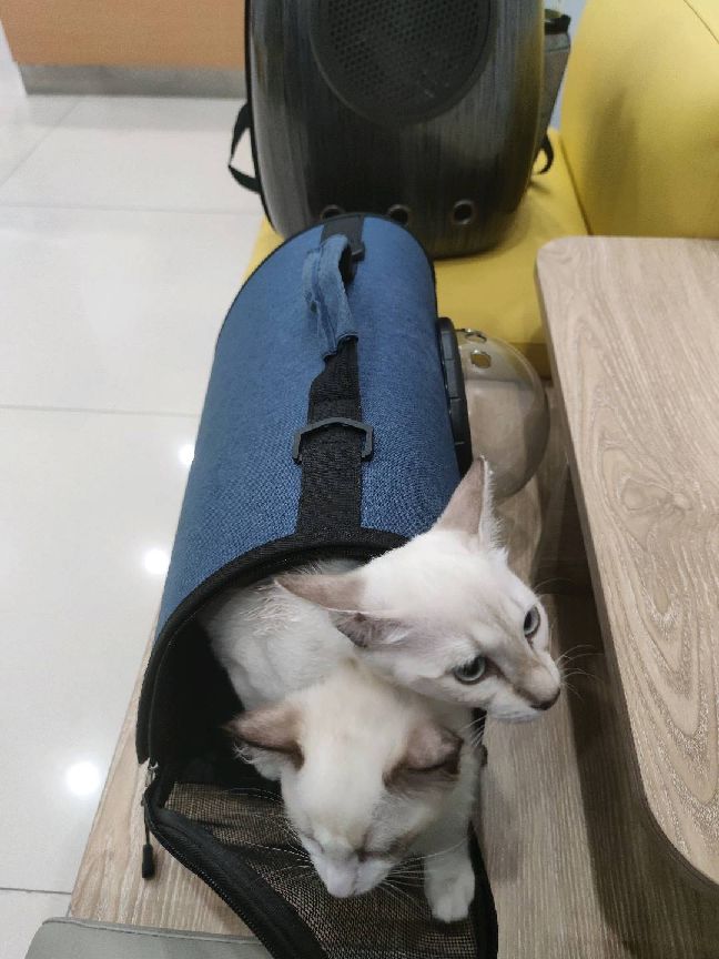 猫图片|宠物猫|猫咪|