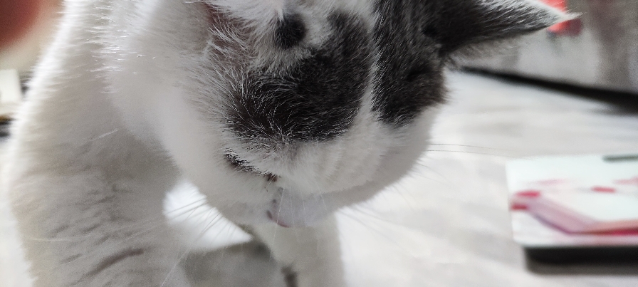 猫图片|宠物猫|猫咪|