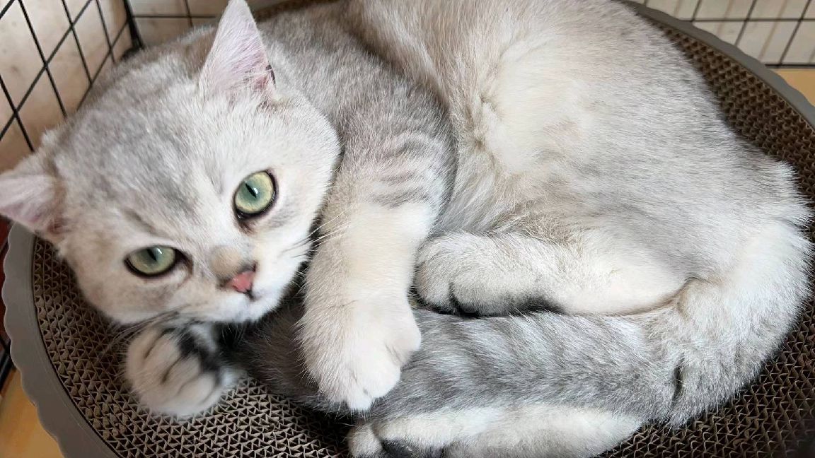 猫图片|宠物猫|猫咪|