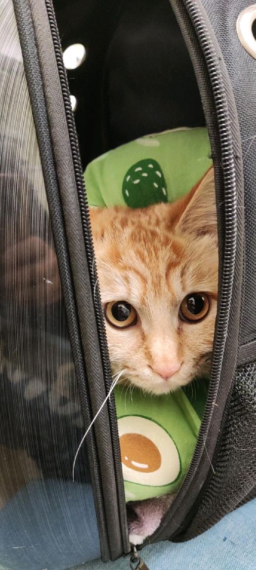 猫图片|宠物猫|猫咪|