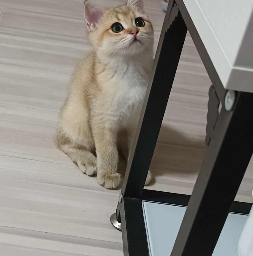 猫图片|宠物猫|猫咪|