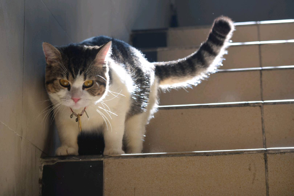 猫图片|宠物猫|猫咪|