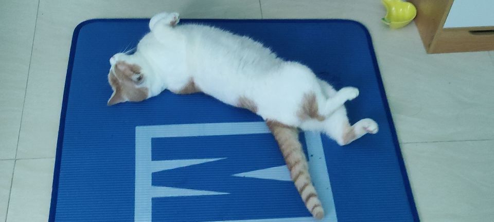 猫图片|宠物猫|猫咪|