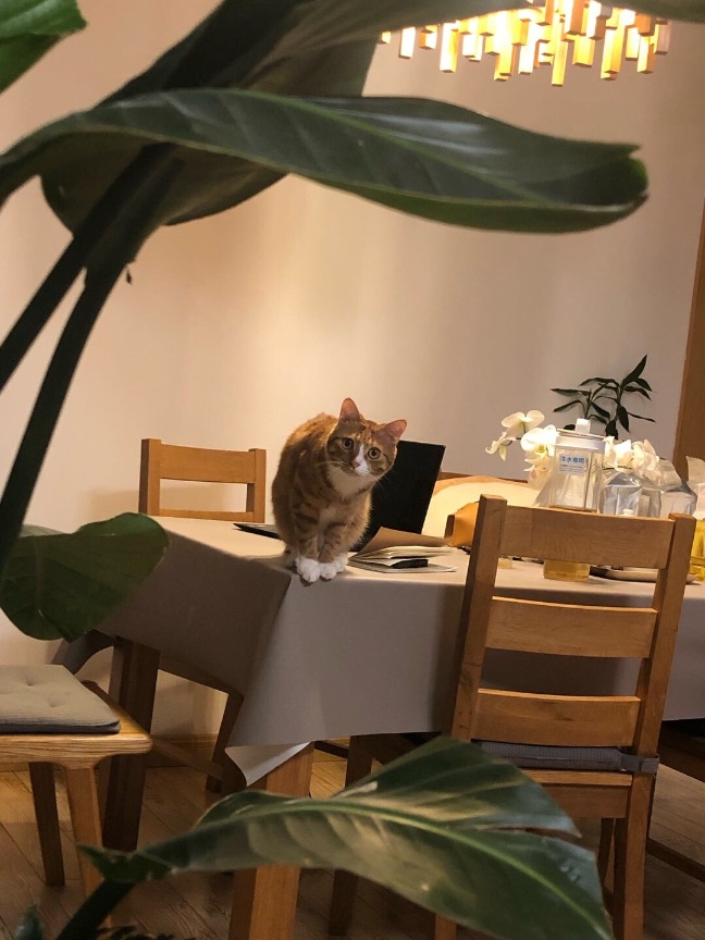 猫图片|宠物猫|猫咪|