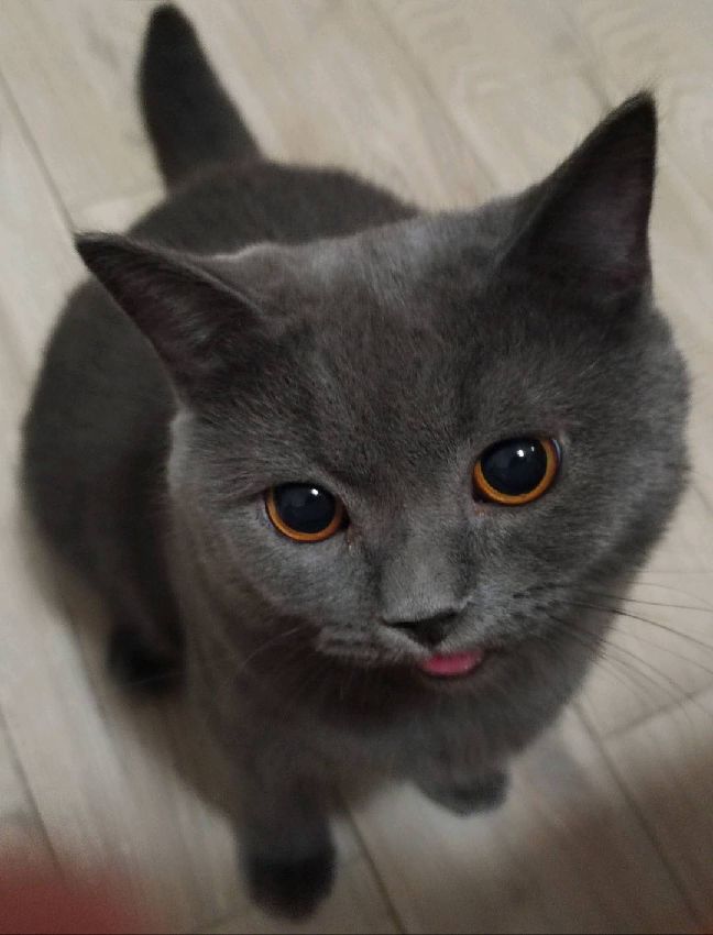 猫图片|宠物猫|猫咪|